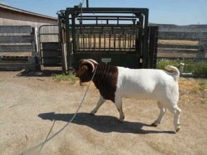 a goats for sale 111